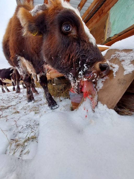 Под Таастаахом неизвестные обстреляли коров якутской породы