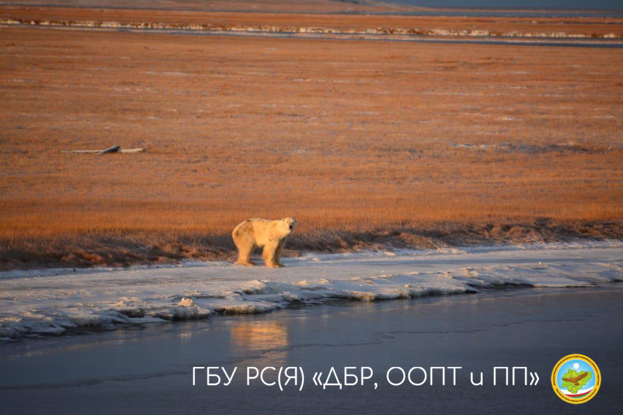 Мама с медвежатами попали на видео