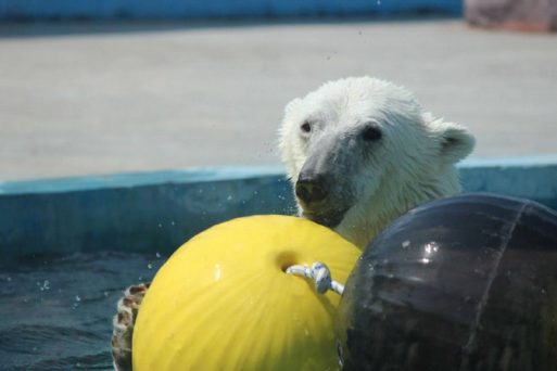 Как белые медведи родом из Якутии живут в зоопарках России