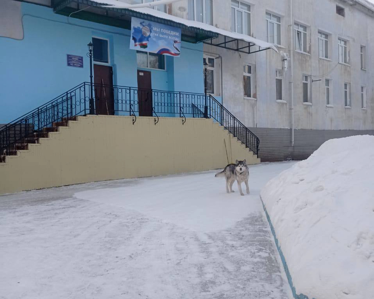 46 собак отловили за прошлую неделю в Якутске | 27.02.2023 | Якутск -  БезФормата