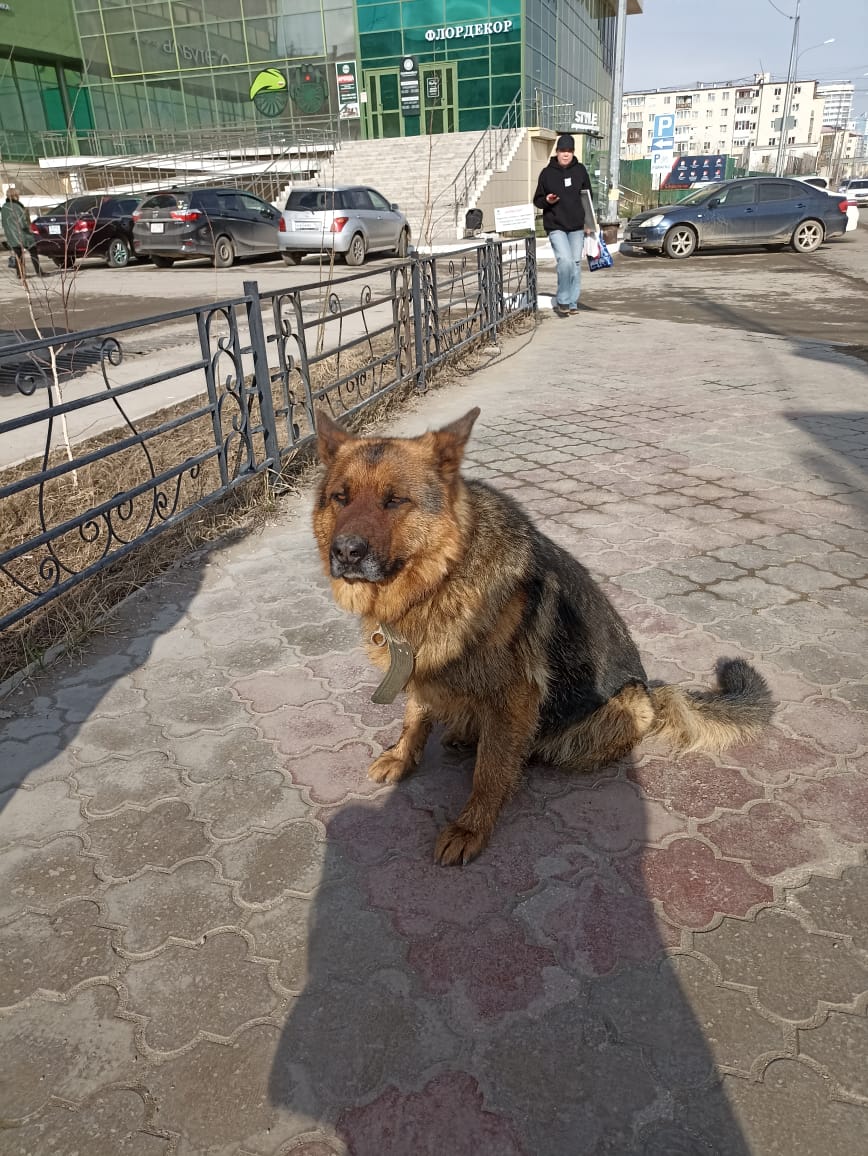 В центре Якутска бродит потерявшаяся немецкая овчарка - ласковая и  печальная...