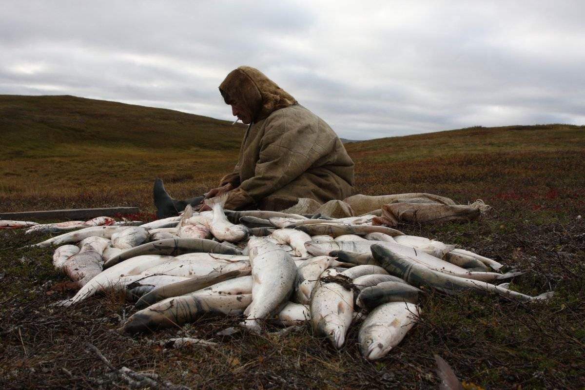 Рыболовством занимаются народы. Ямал ненцы охота рыбалка. Ямало-Ненецкий автономный округ рыболовный промысел. Ненцы Ненецкий автономный округ. Полуостров Канин.
