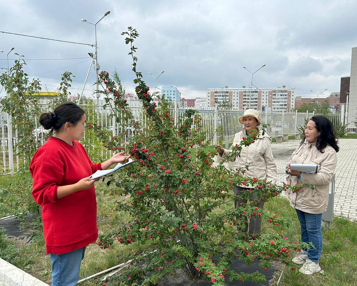 Озеленение Якутск Орджоникидзе