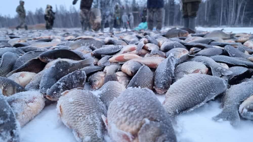 Мертвый невод Егора Лисицы