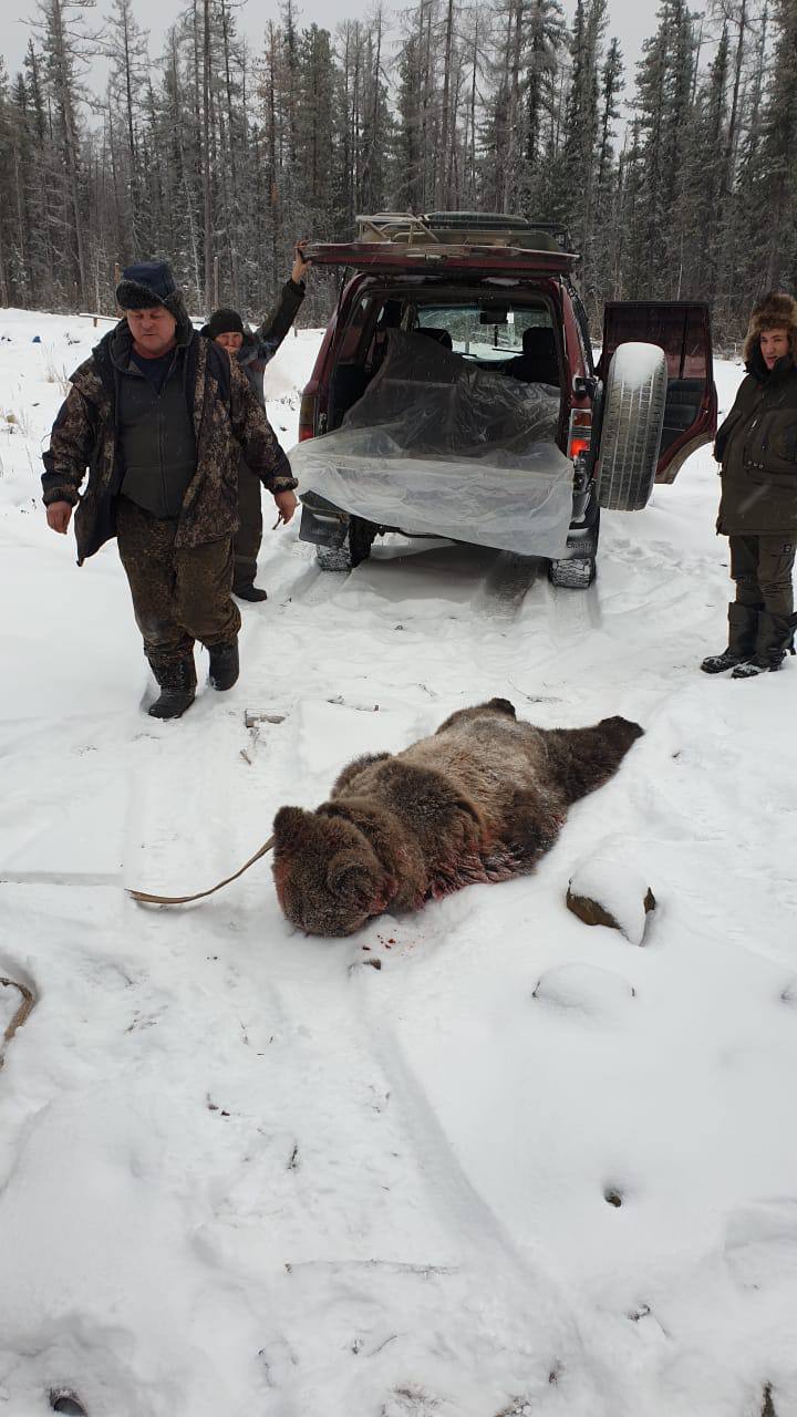 Увидела лапы с когтями и пасть: белорусы рассказали о нападениях медведей