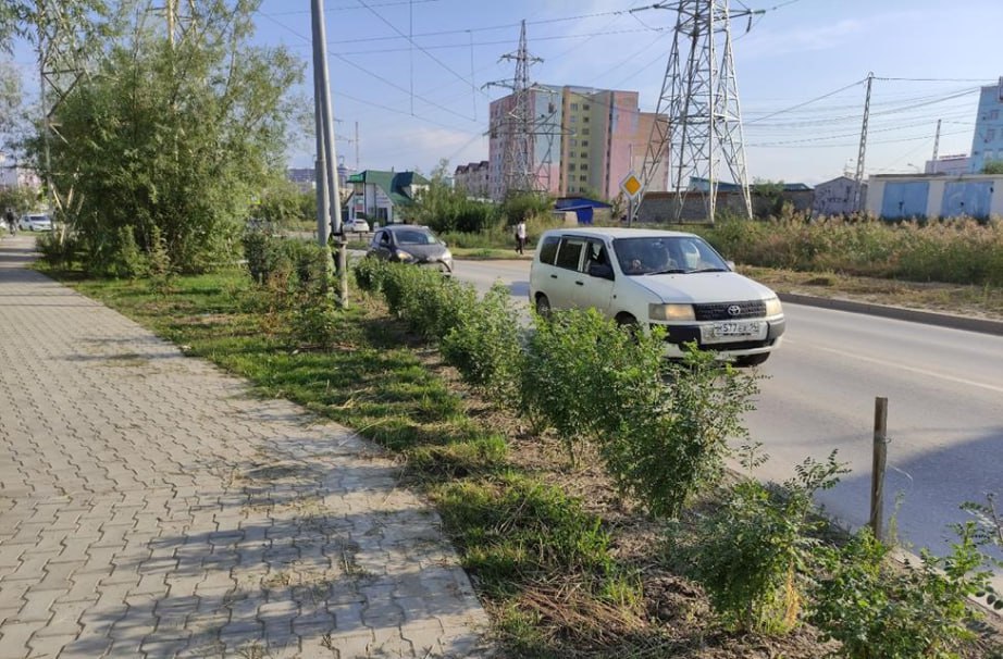 Озеленение Якутск Орджоникидзе