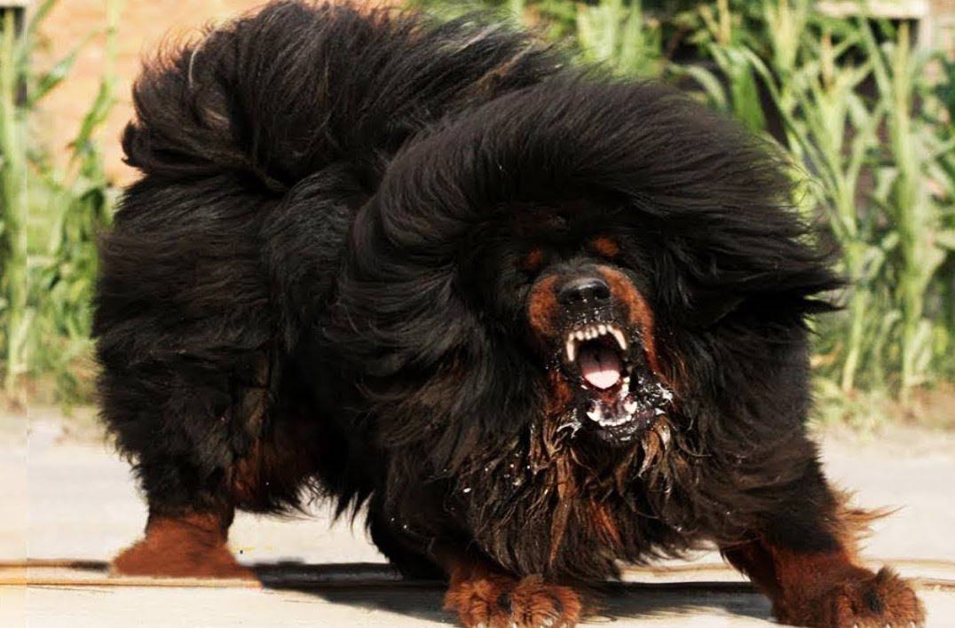 Тибетский мастиф: фото собаки, описание, характер породы - Purina ONE®