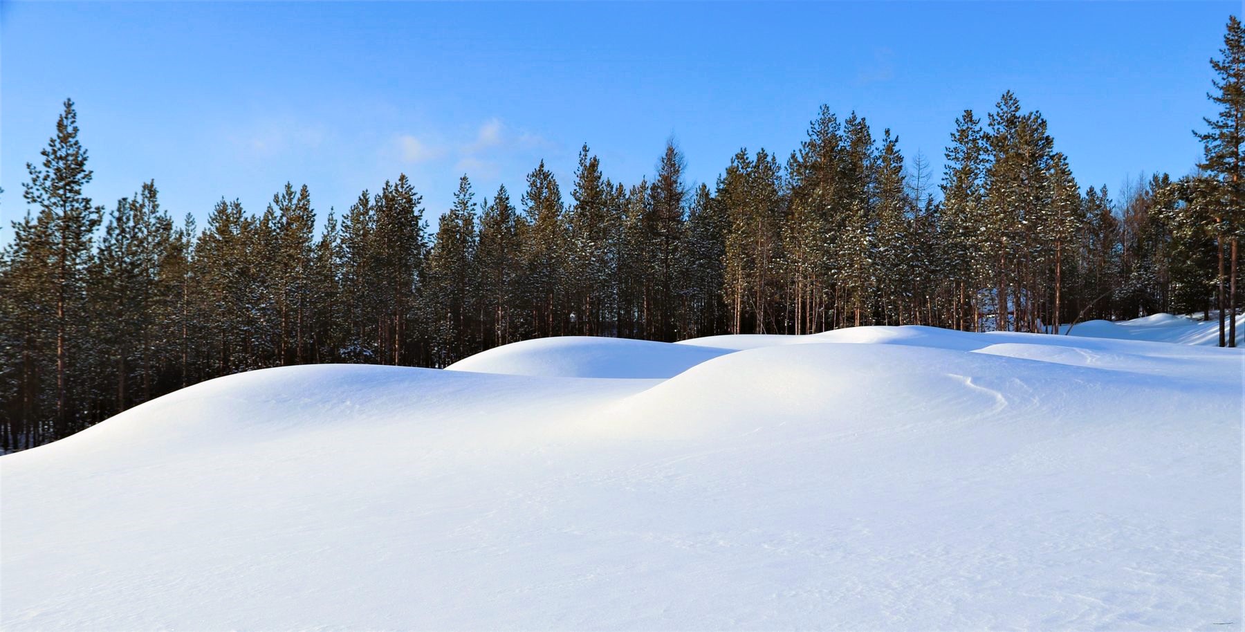 Фотонастроение: В Якутии зимняя красота тайги особенная | 01.12.2023 |  Якутск - БезФормата