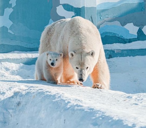 Шесть белых медведей Якутии живут в зоопарках России