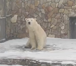 Якутская медведица Хаарчаана единственная, кто радуется снежной метели в Петербурге — видео