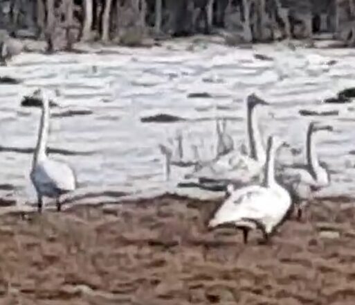 Видео: Нюрбинское село Едей облюбовали лебеди