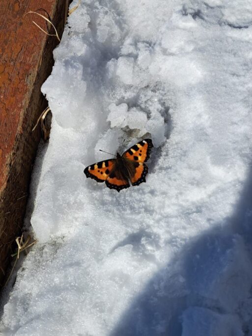 Фотофакт: На снегу бабочка трепетно дрожит