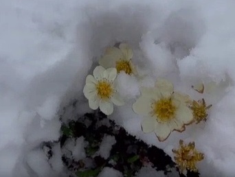 Контрасты якутского лета: распустившиеся цветы дрожат в сугробах