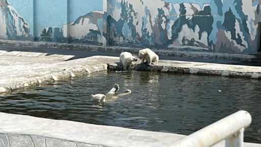 Милота дня: Колымана и ее медвежата спасаются от жары в бассейне — видео