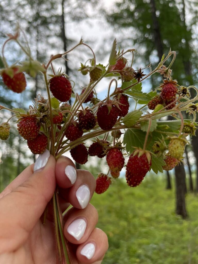 Тайга щедра: Лето радует обилием диких ягод