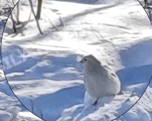 Редкий феномен: Пуночки-гиганты обнаружены в Якутии