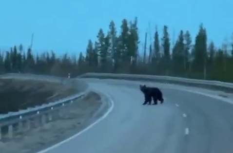 медведи в Якутии