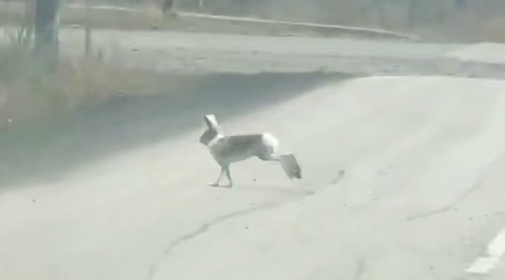 Неожиданный гость: заяц гуляет по улицам Хандыги