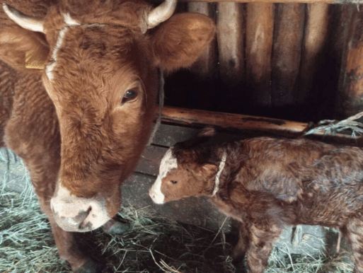 Новое поколение: как редкая порода телят изменит сельское хозяйство Якутии