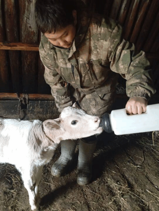 телята алтайской породы