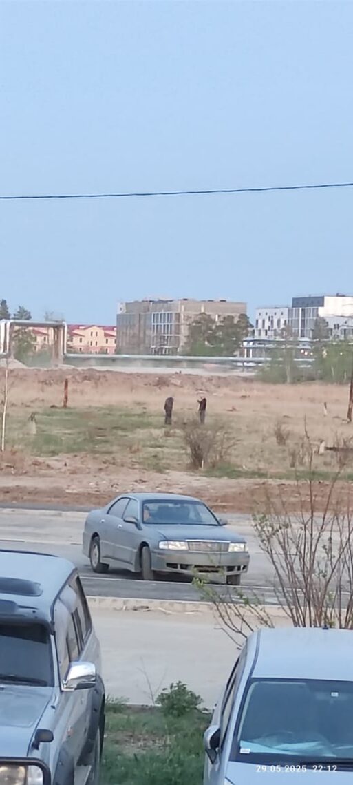 закапывают собаку