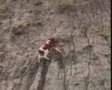 Видеоурок: Упорная якутская корова взобралась-таки на вершину!