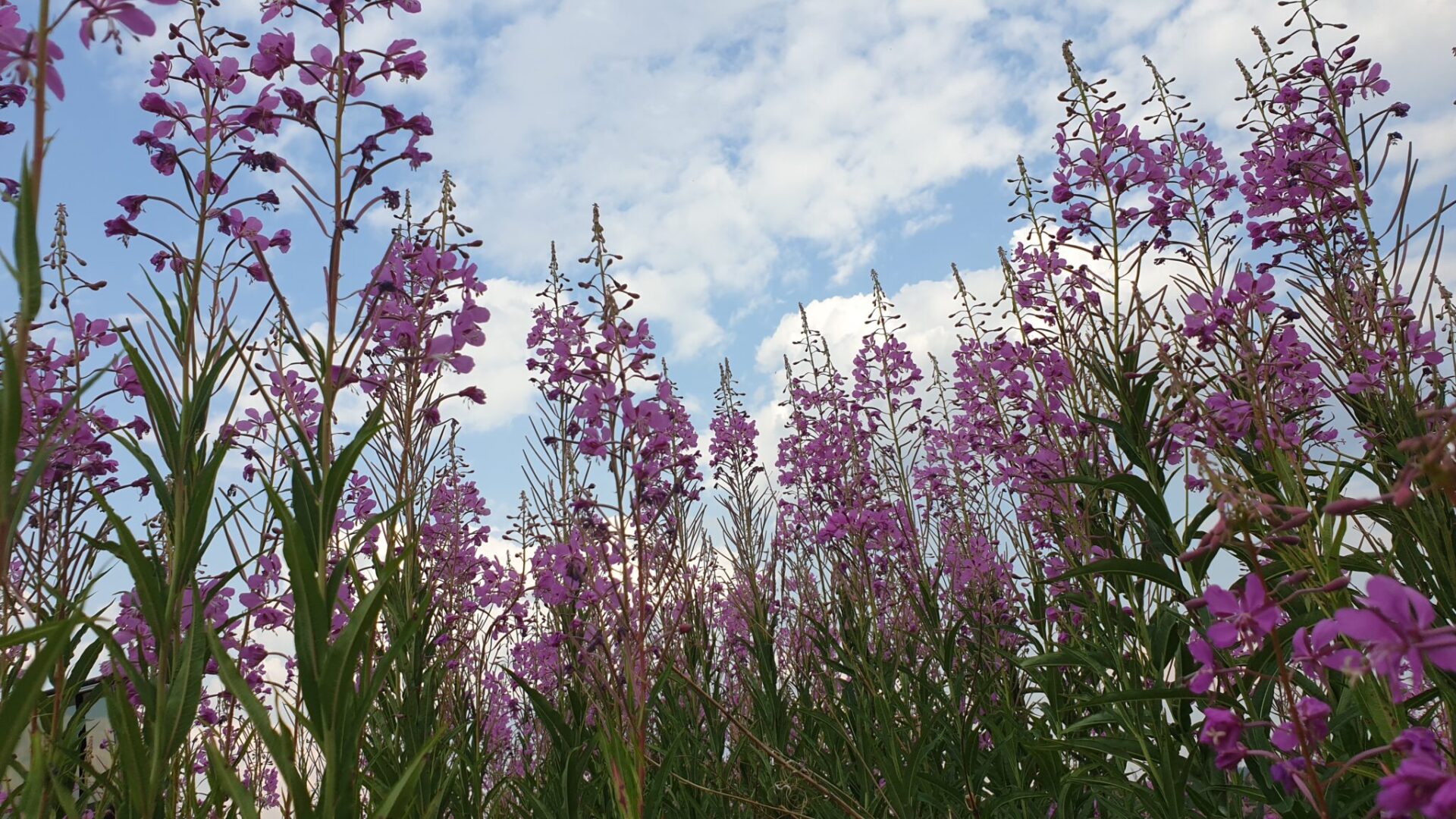 Бездымное утро Якутии — без лесных пожаров