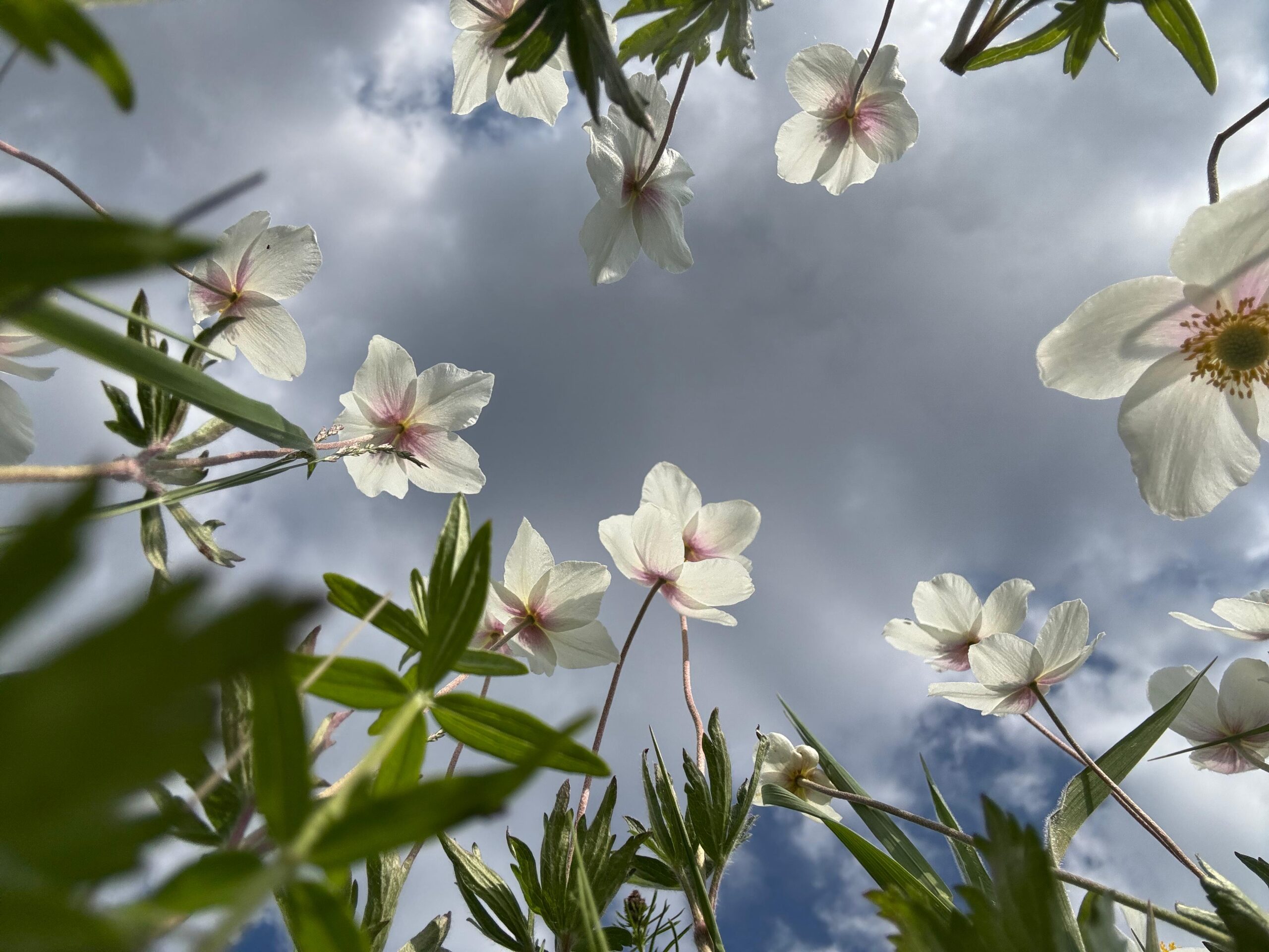Аномальная жара атакует Якутию