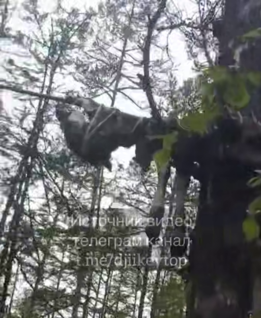 ритуальное дерево Якутия