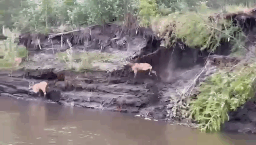 лоси в Якутии