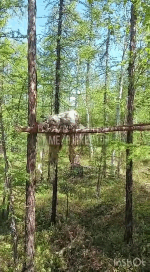 ритуальное дерево