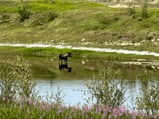 купающийся лось