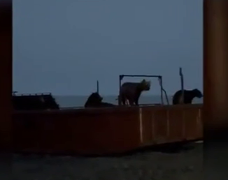 Быстро по домам!: как местный житель разогнал косолапых