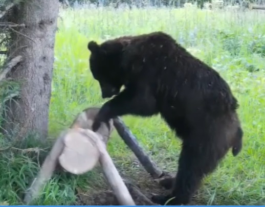 Урок от медведя: Уронил? Подними!