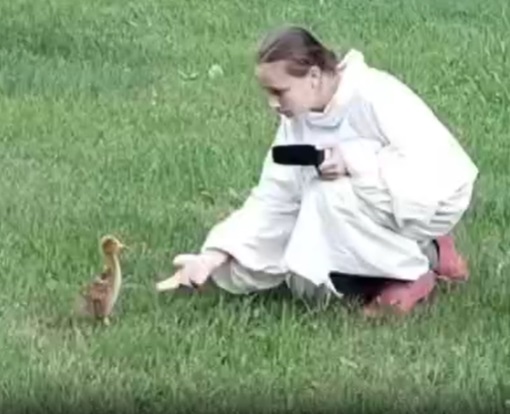 Птенцы якутских стерхов вылупились в инкубаторе: их растят люди