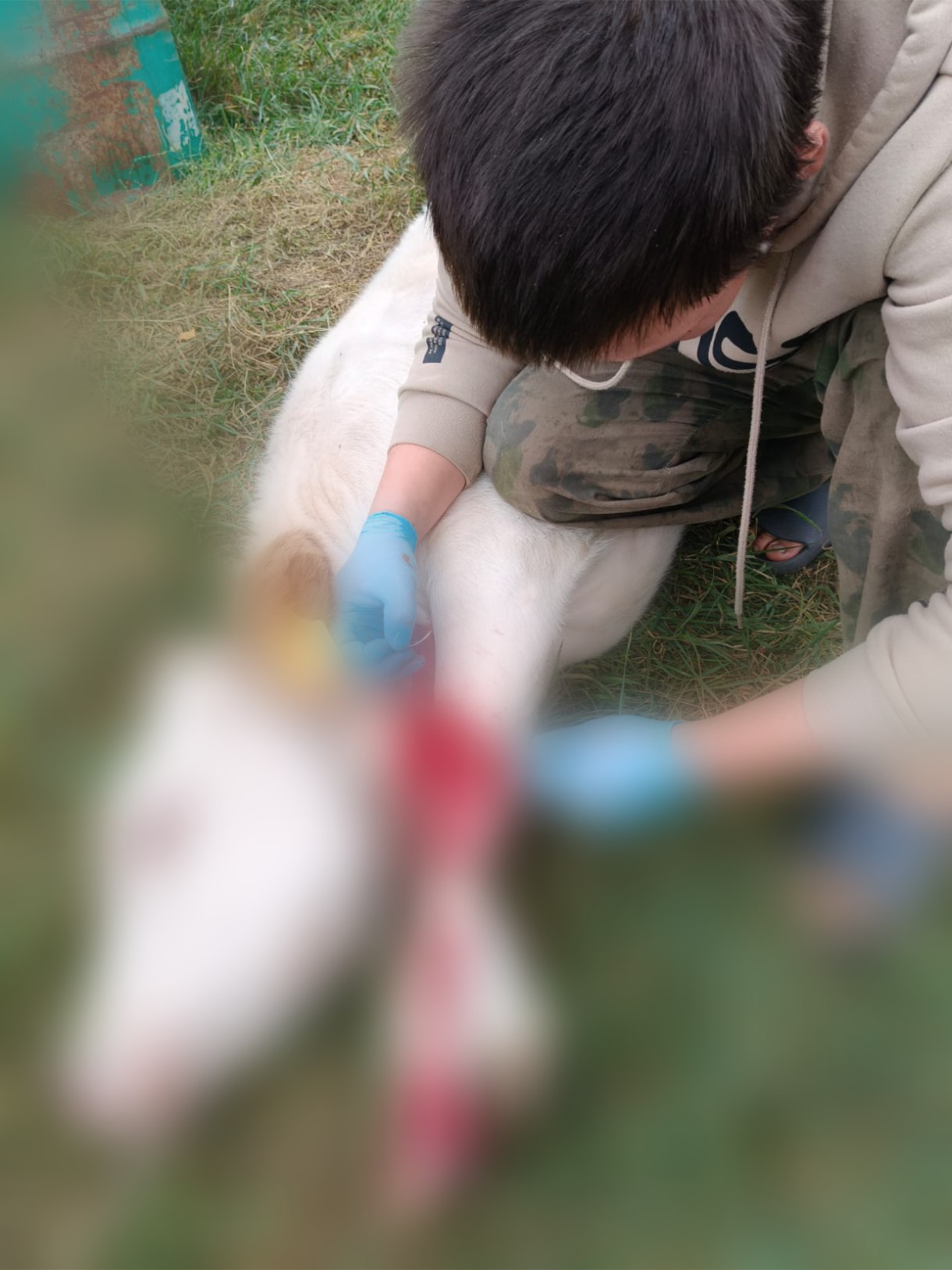 Когда каждая секунда решает судьбу животного