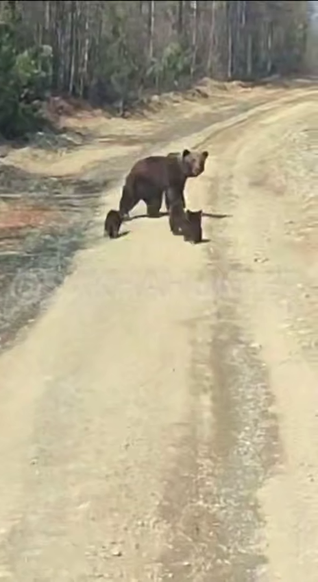 медведи в Якутии
