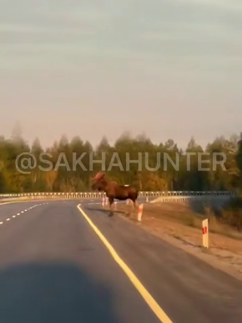 Лоси на дорогах и журавли в небе: опасности и красота осени в Якутии