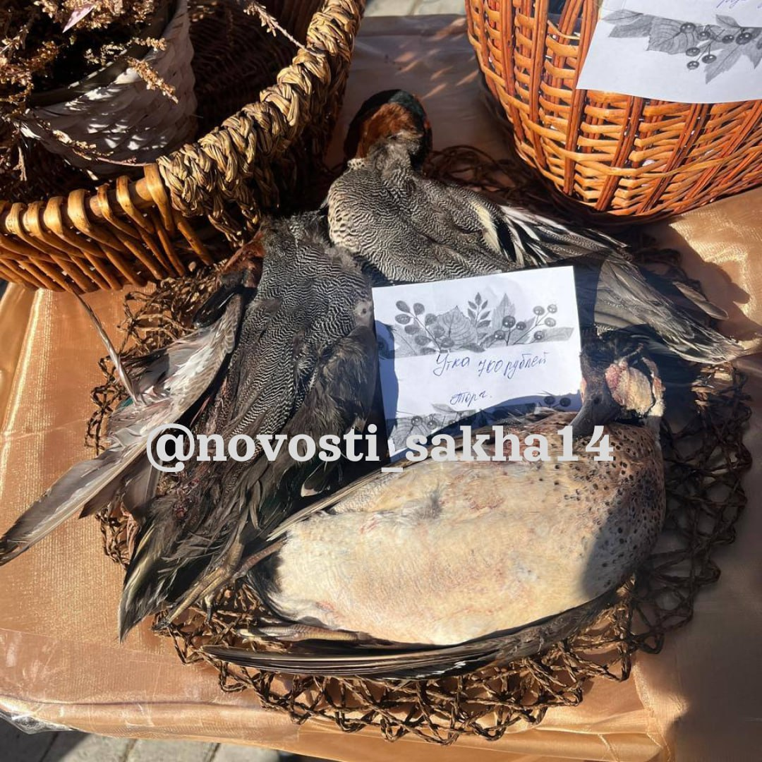 Шокирующее фото: редкую птицу заметили на школьной ярмарке!