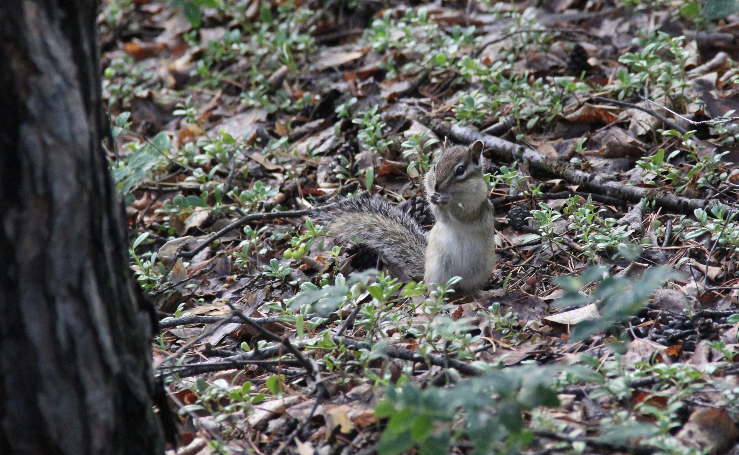 Осень ворвалась безумными ветрами