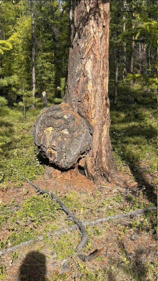 Природа Якутии