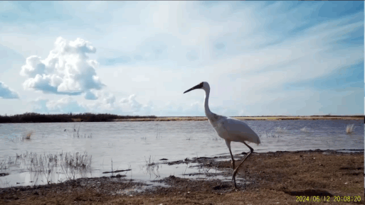 белые журавли Якутия