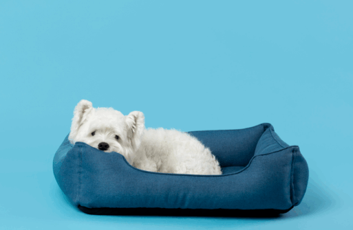 место для собаки