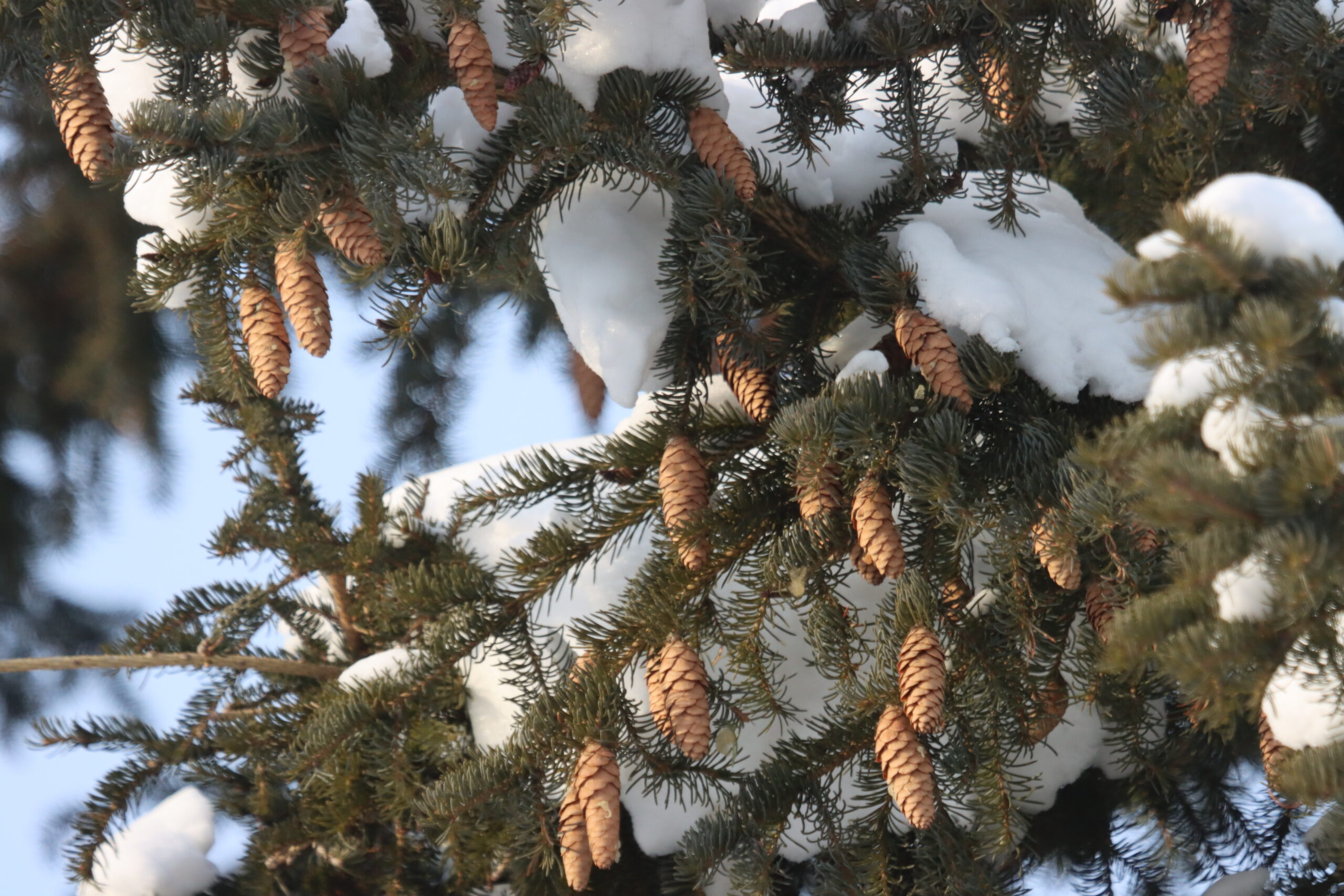Начало предзимья: Похолодает до -30°
