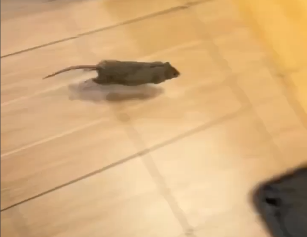 Массовое отравление учащихся в питерском колледже