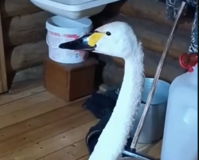 Спасение лебедя: отбили от стаи собак