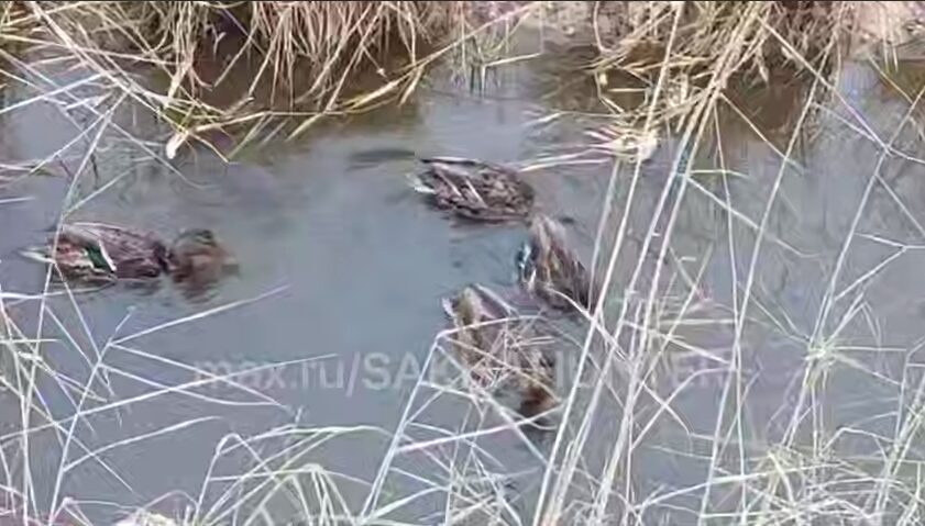 Глупые утки остались зимовать