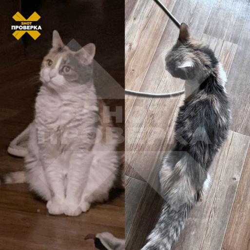 ветклиника