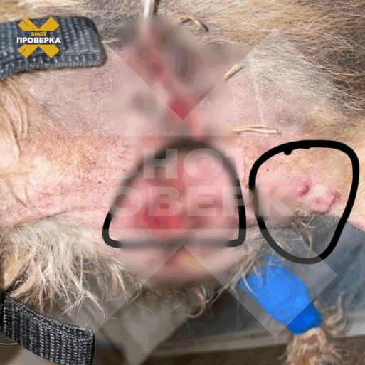 ветклиника