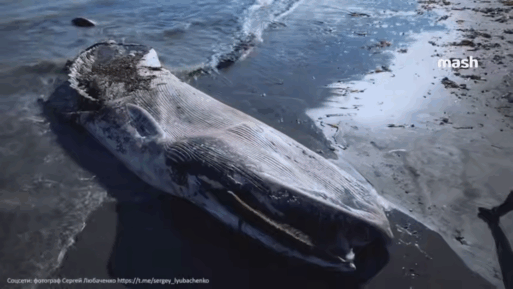 сельдяной кит